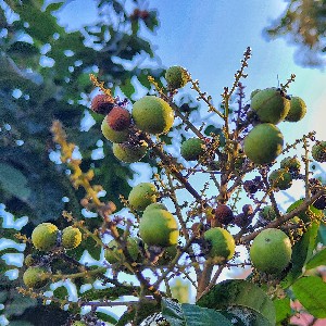 danny gonsalves profile