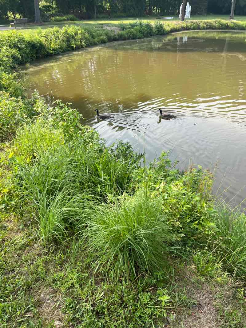 walking near me in St. John Neumann in autumn