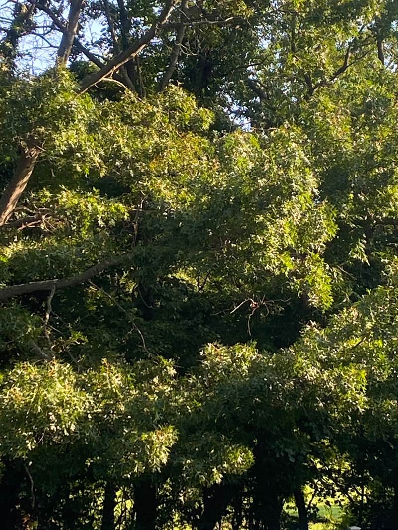 walking near me in Frazer Park in summer