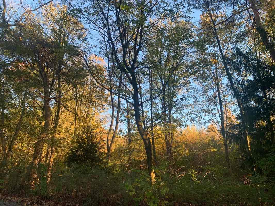 walking near me in Grünanlage Pohligsfeld in winter