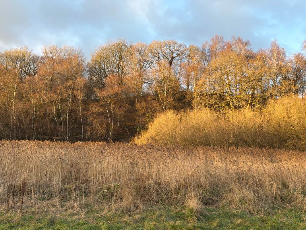 walking near me in Witton Country Park in winter