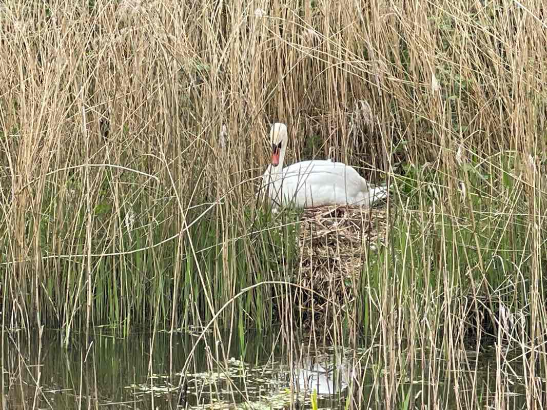 walking near me in Rufford Old Hall in spring