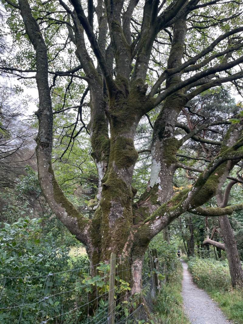 walking near me in Burnsall Village Green in autumn