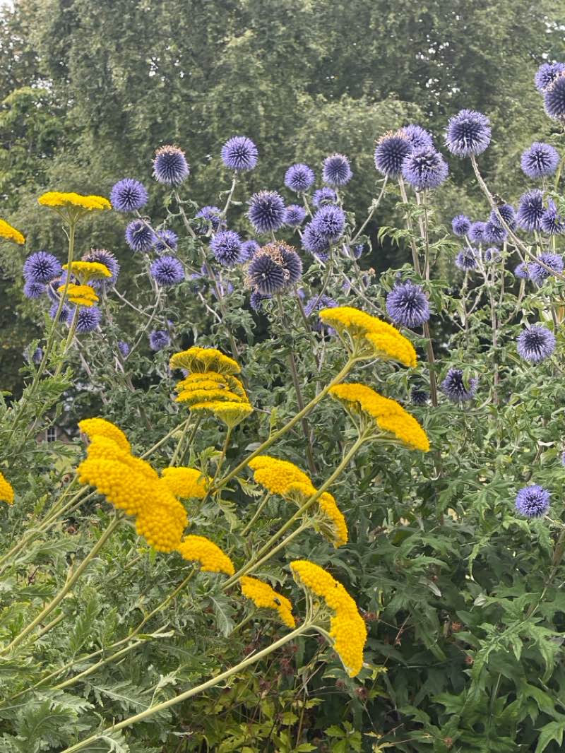 walking near me in East Holmes Field in autumn