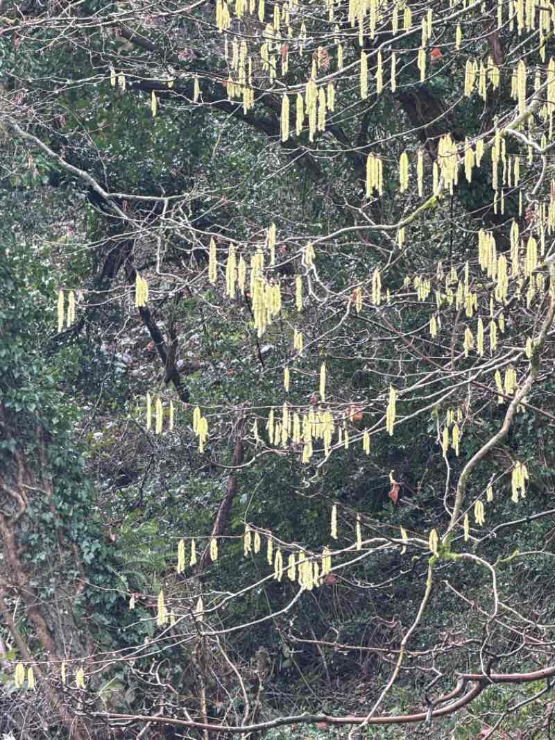 walking near me in Astley Park in winter