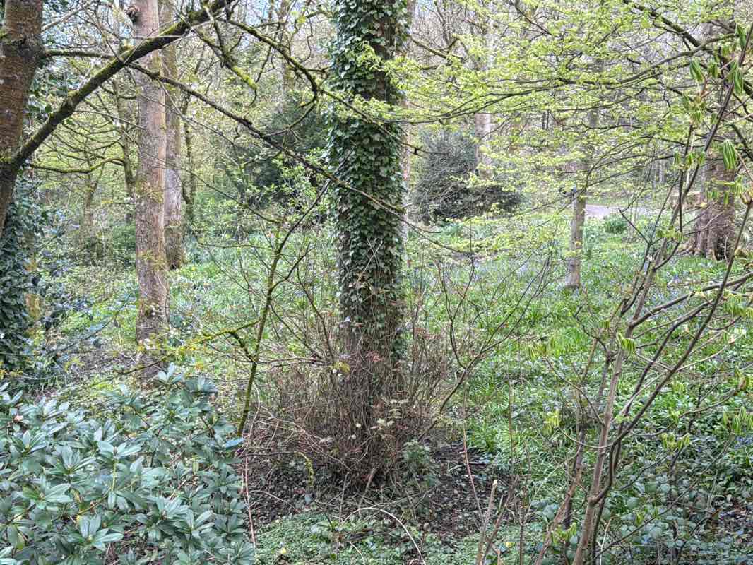 walking near me in Corporation Park in spring