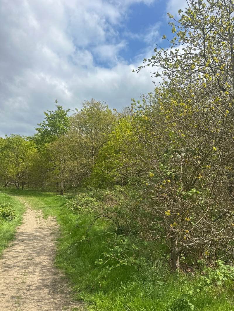walking near me in Berkeley Meadows in spring