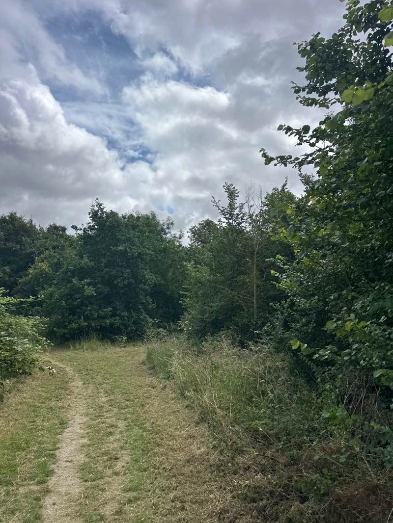 walking near me in Berkeley Meadows in summer