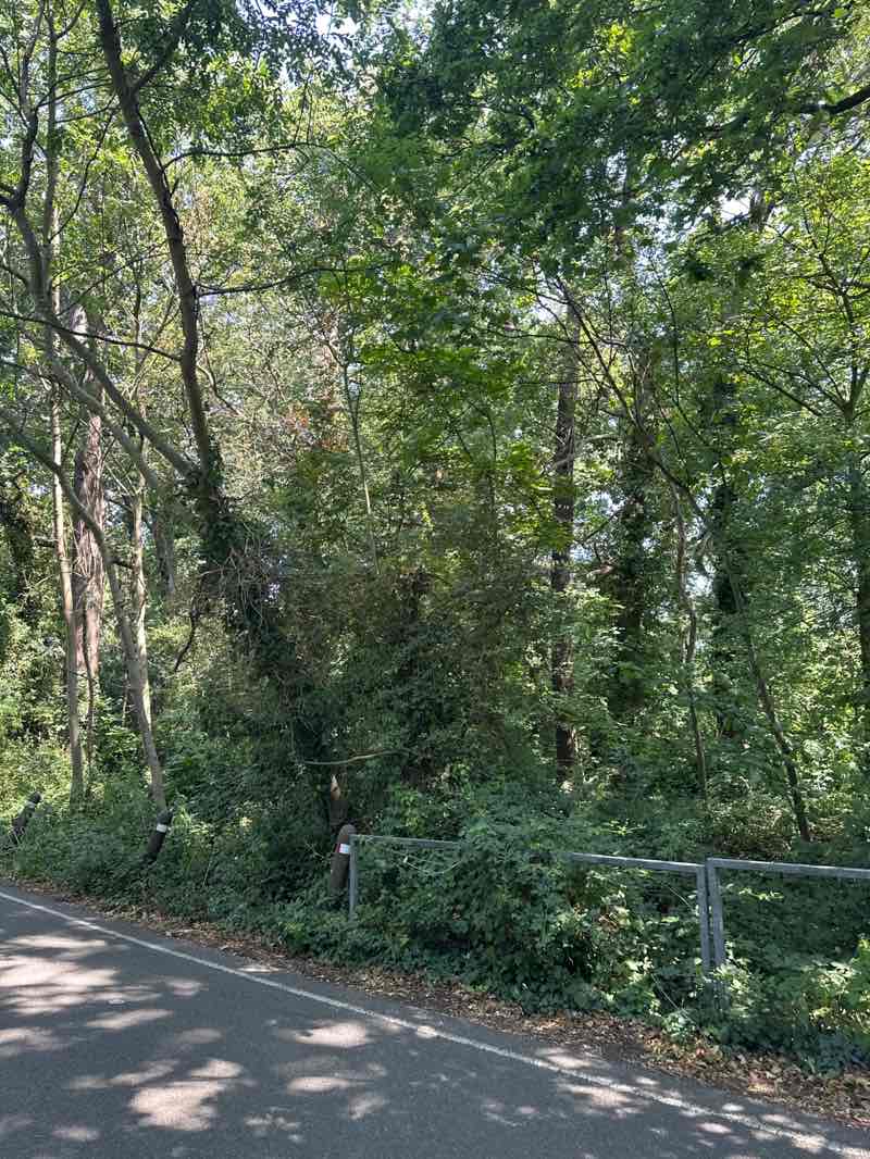 walking near me in Berkeley Meadows in summer