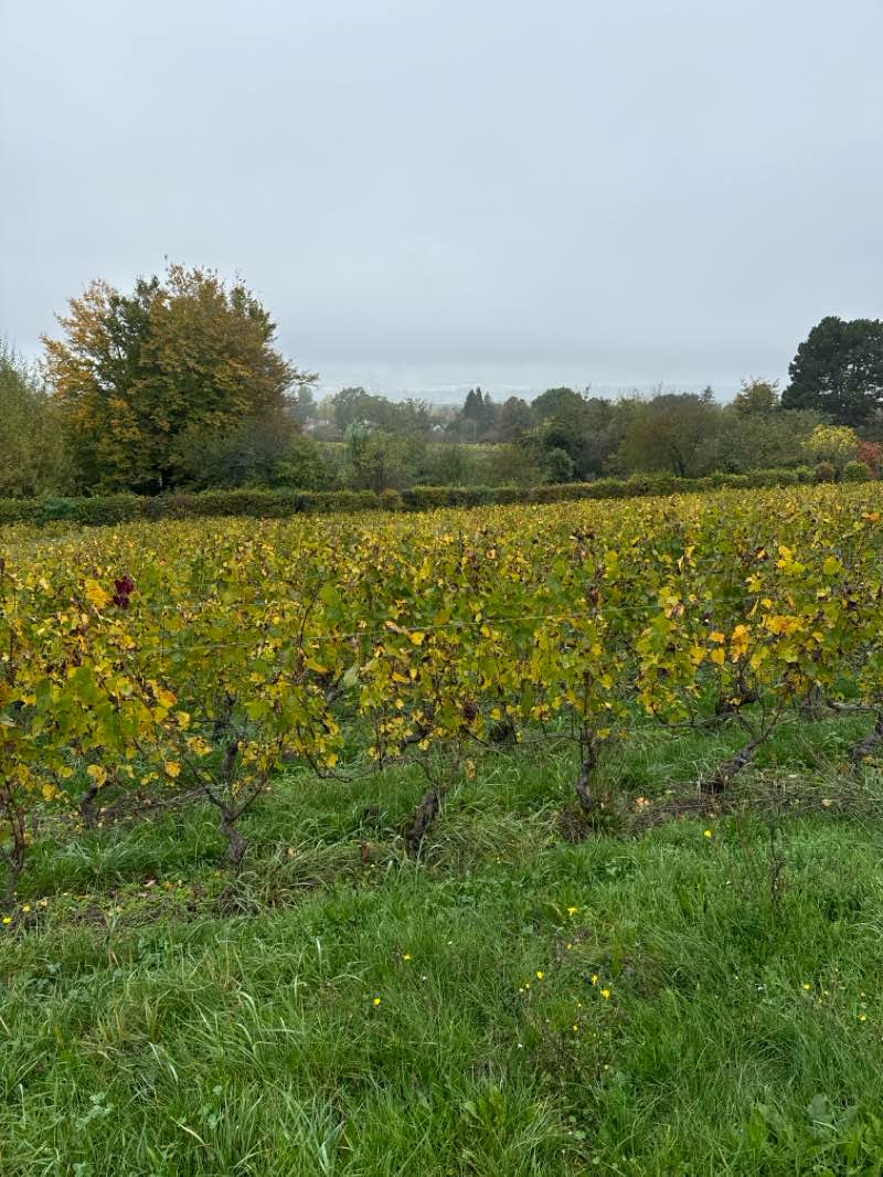 walking near me in Église de Bernex in winter
