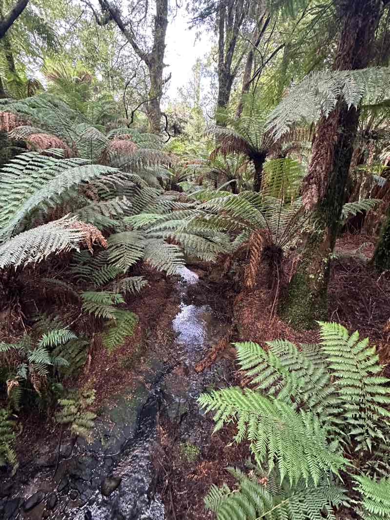 walking near me in Tarra-Bulga National Park in autumn