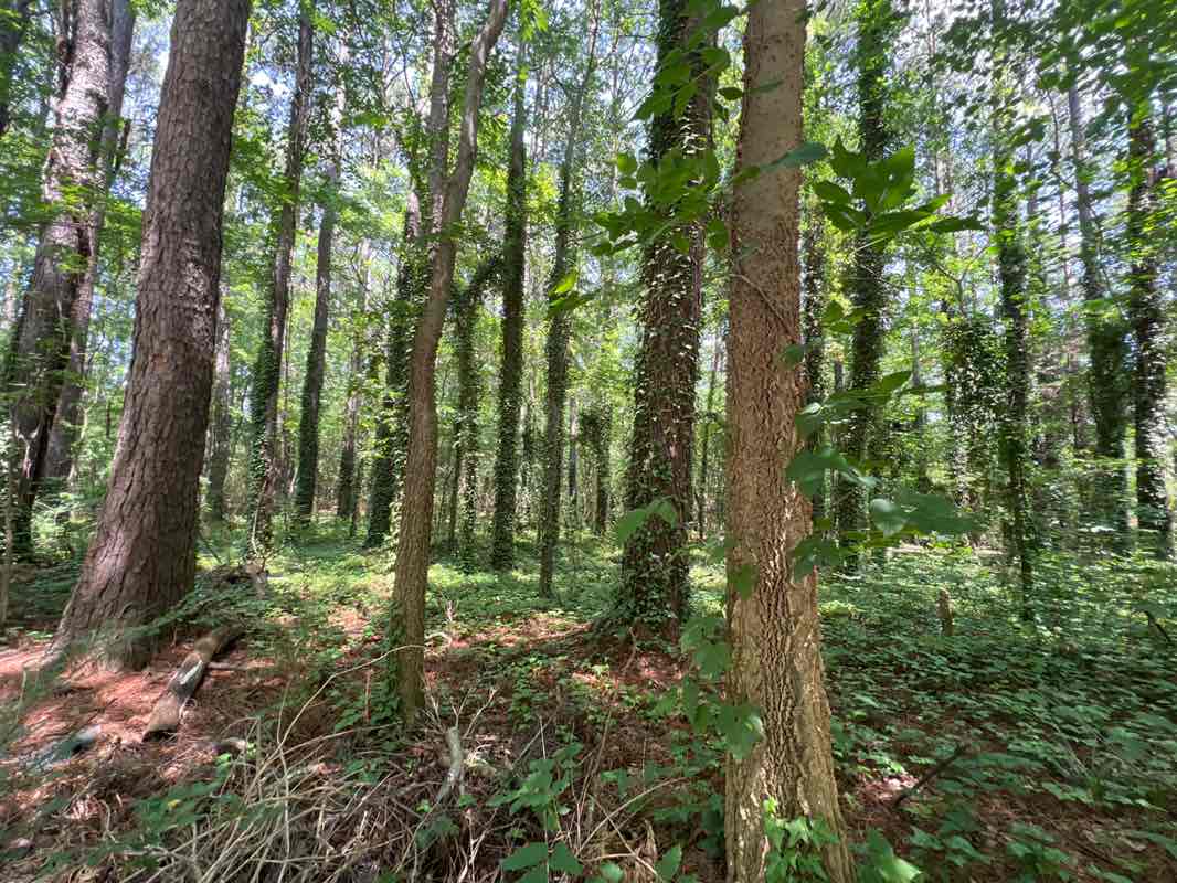 walking near me in Jetton Park in summer