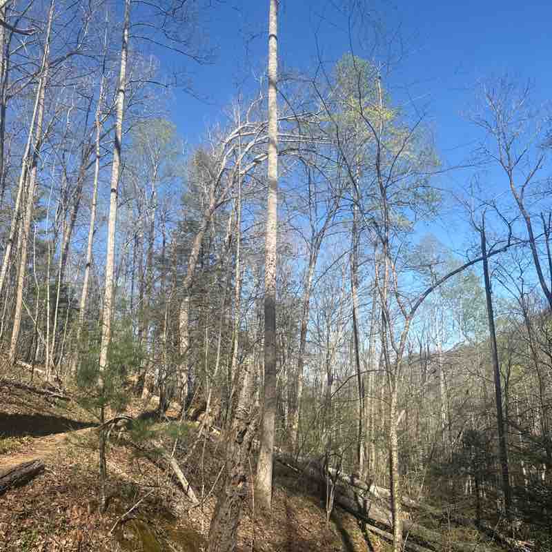 oak post 1