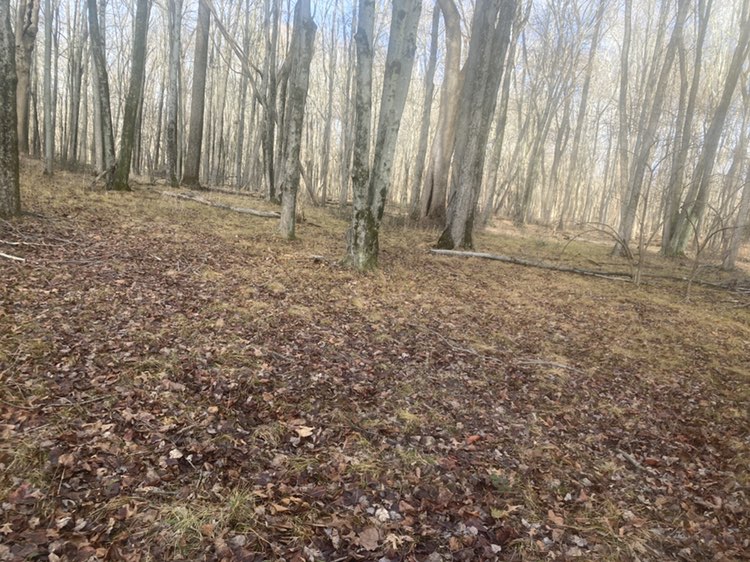 walking near me in Churchville Park in autumn