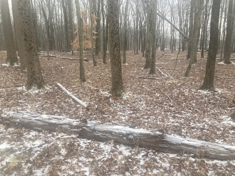 walking near me in Churchville Park in winter