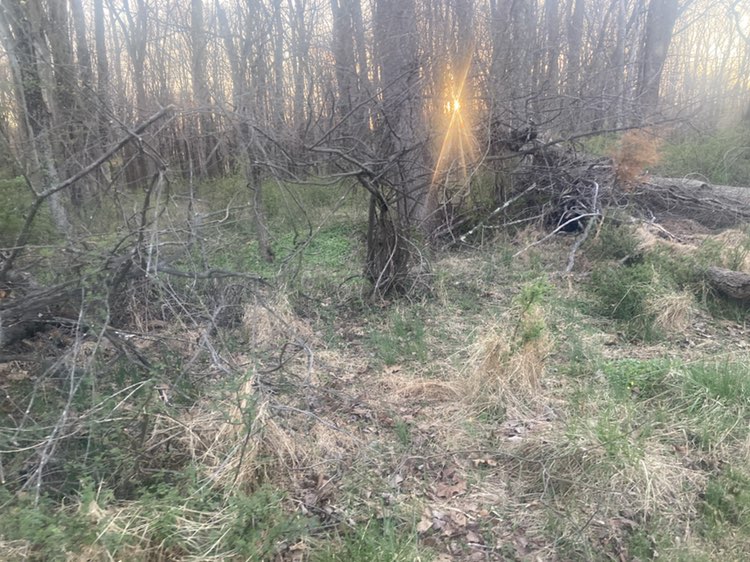 walking near me in Churchville Park in spring