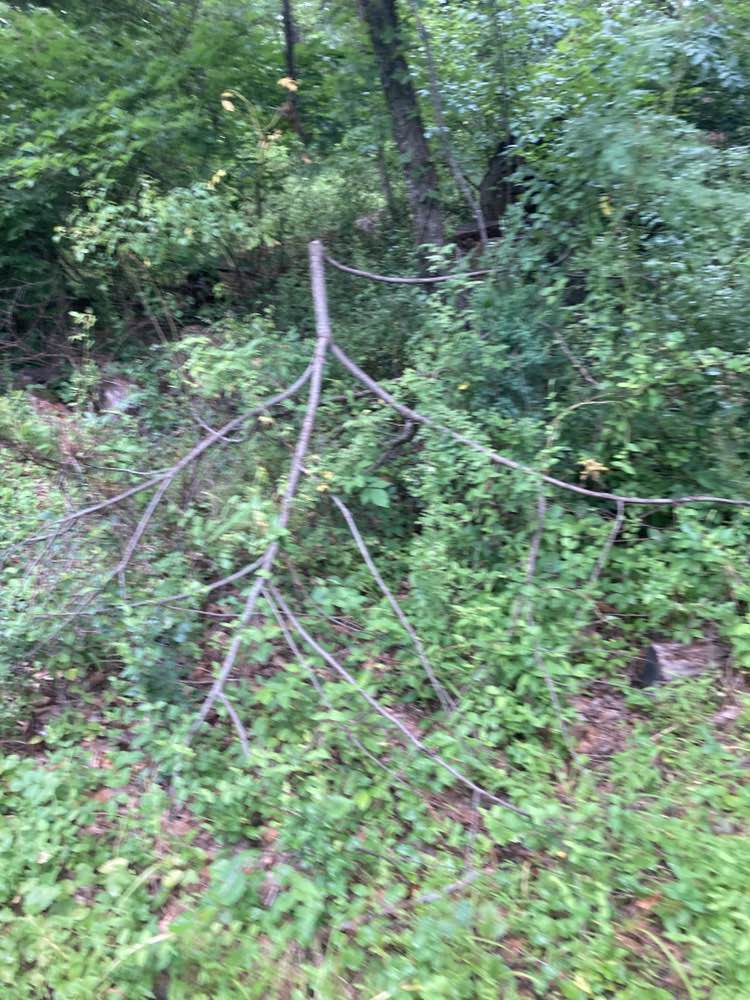 walking near me in Churchville Park in summer