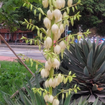 左營高鐵群 榮泰 post image