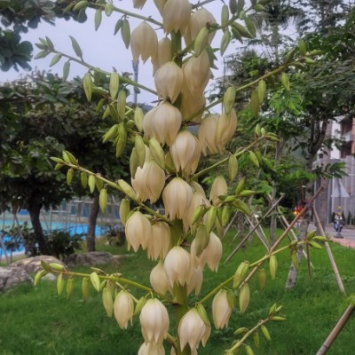 左營高鐵群 榮泰 post image