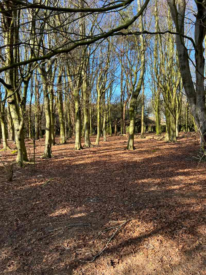 walking near me in Golden Acre Park in spring
