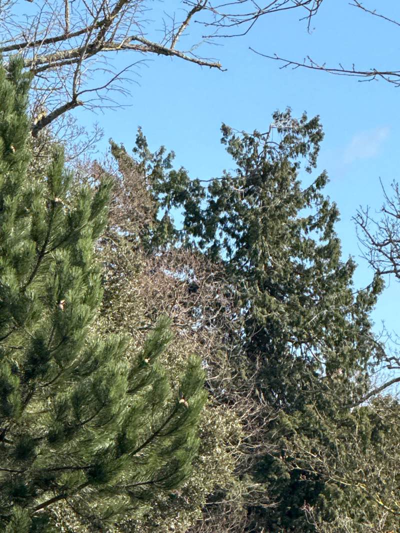 walking near me in St James Park in spring
