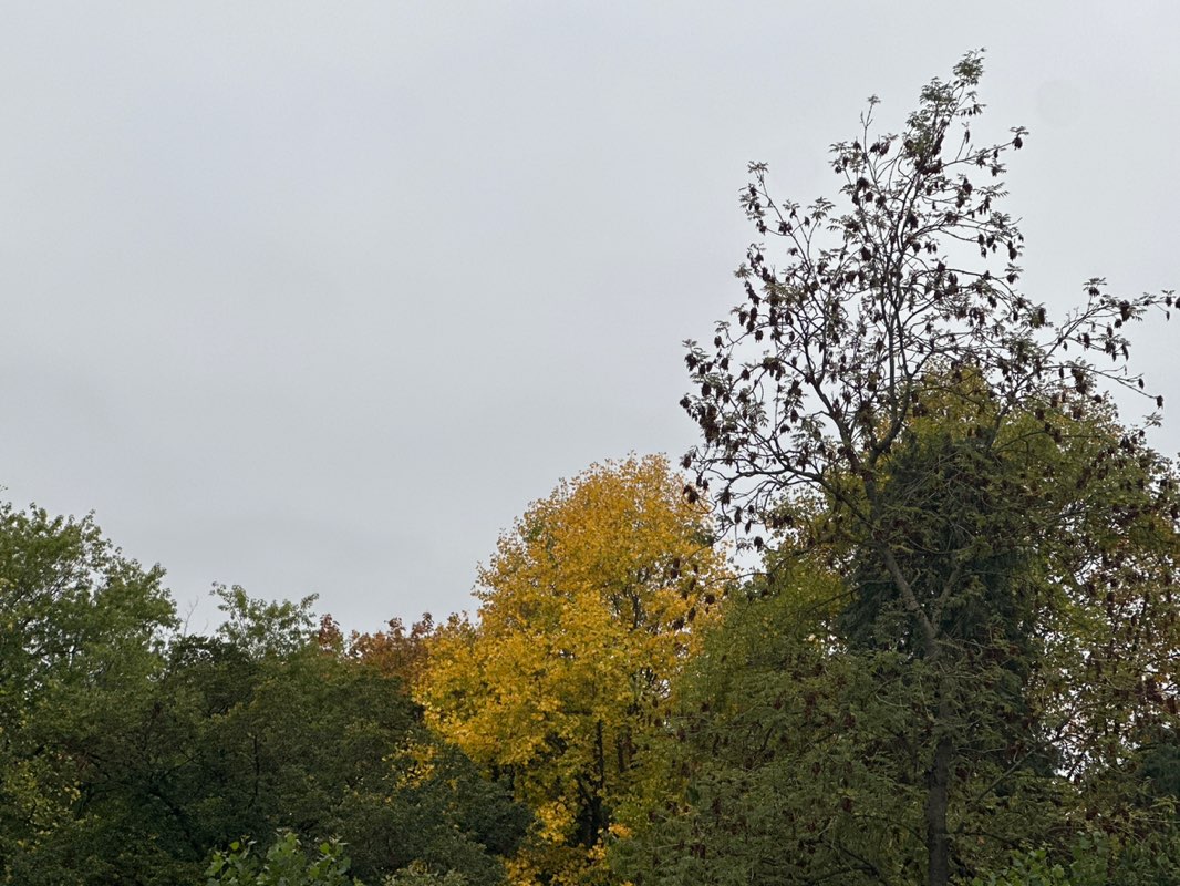 walking near me in Selly Oak Park in autumn
