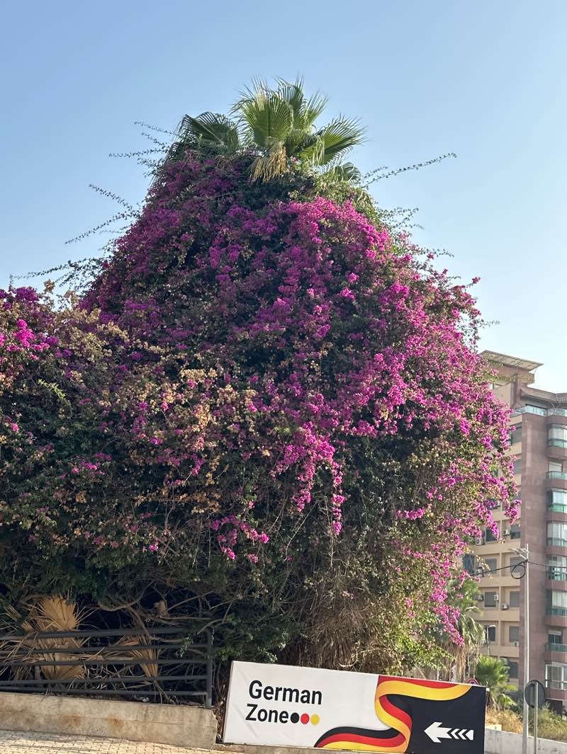 walking near me in Ghobayri Municipality Park in autumn