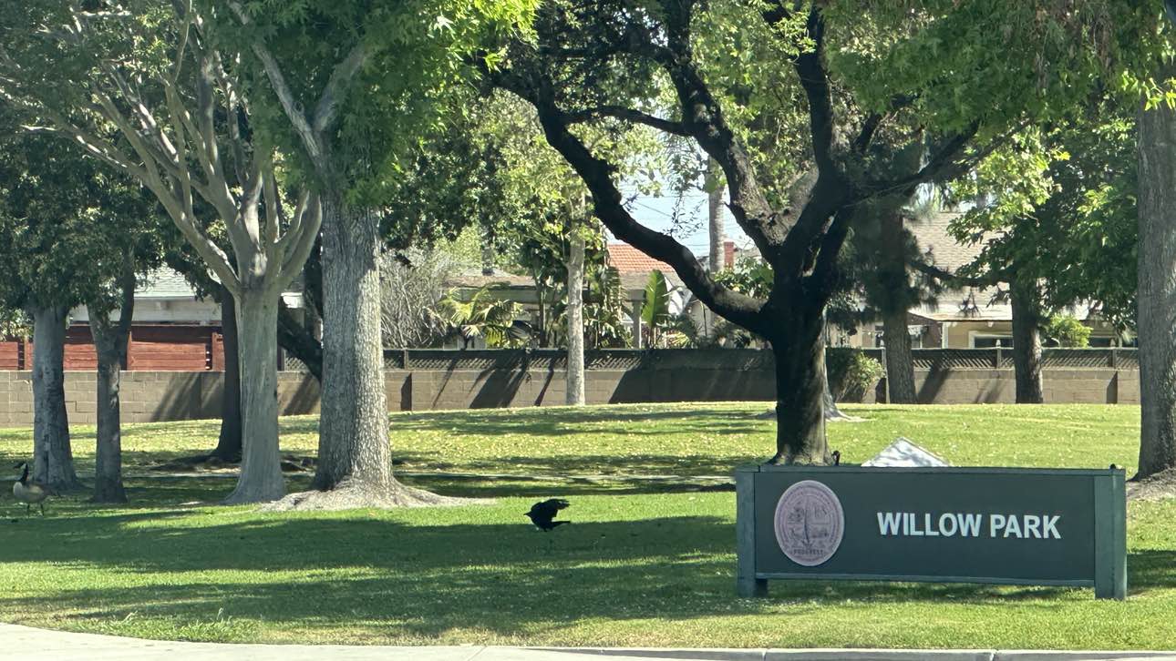 walking near me in Willow Park in spring