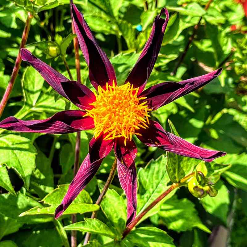 🐞SHORT WALKS🐞 Anne-Lie post image