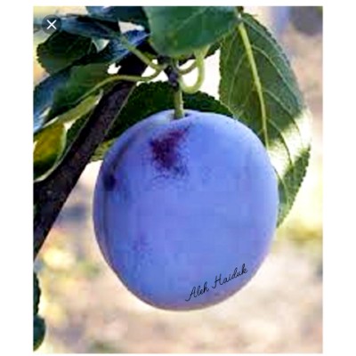 LEMON_i_SLIWA 🍋Aleh Haiduk🍋 post image