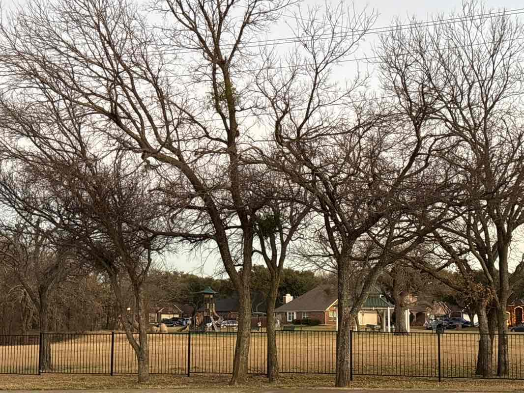 walking near me in Thrush Park in winter