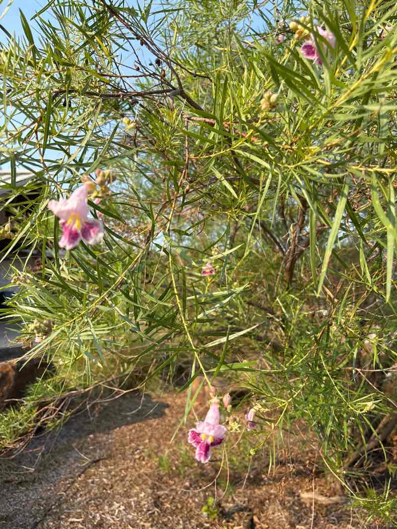 walking near me in Wagon Wheel Park in autumn