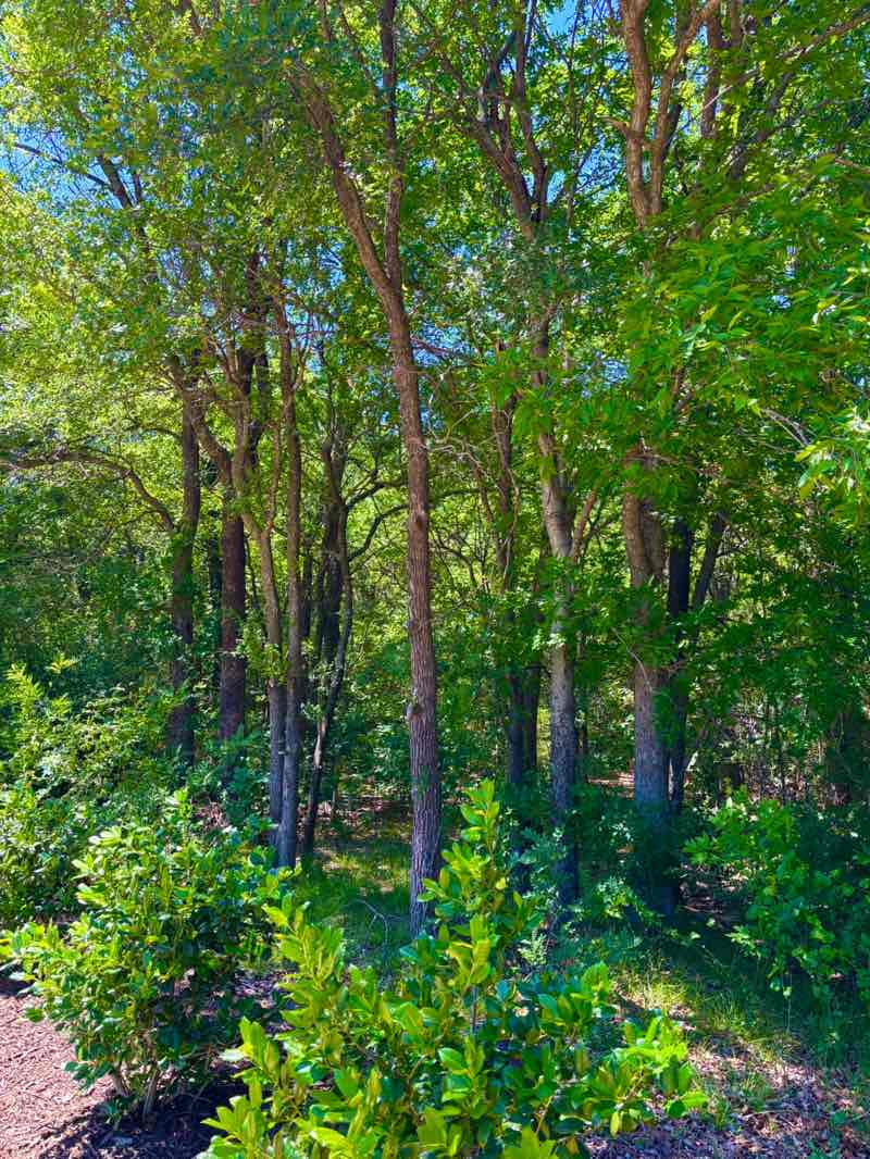walking near me in Heritage Park of Flower Mound in spring