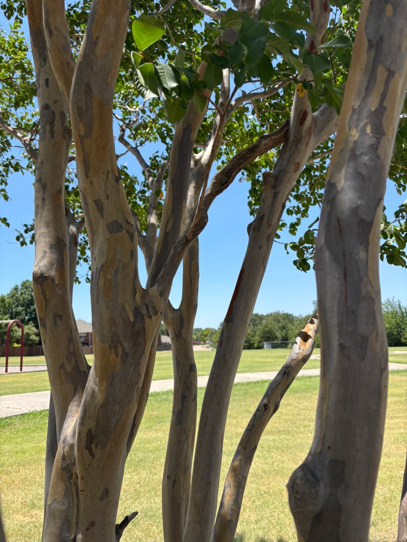 walking near me in Thrush Park in summer
