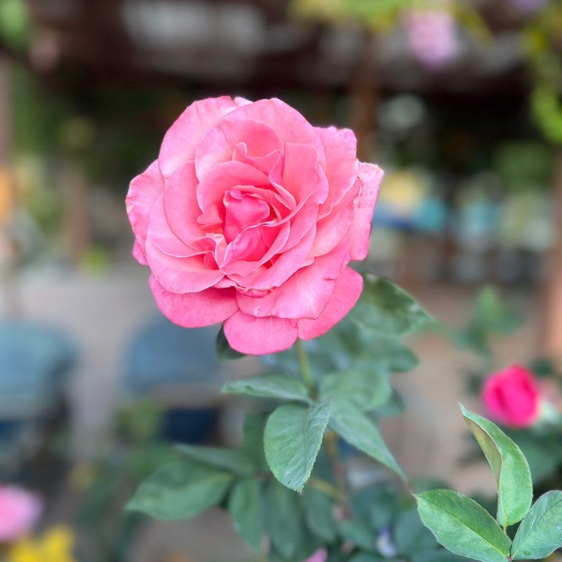 Kukkai🐓🐓🐓🐓🐓🌷🌹🌹 post 2