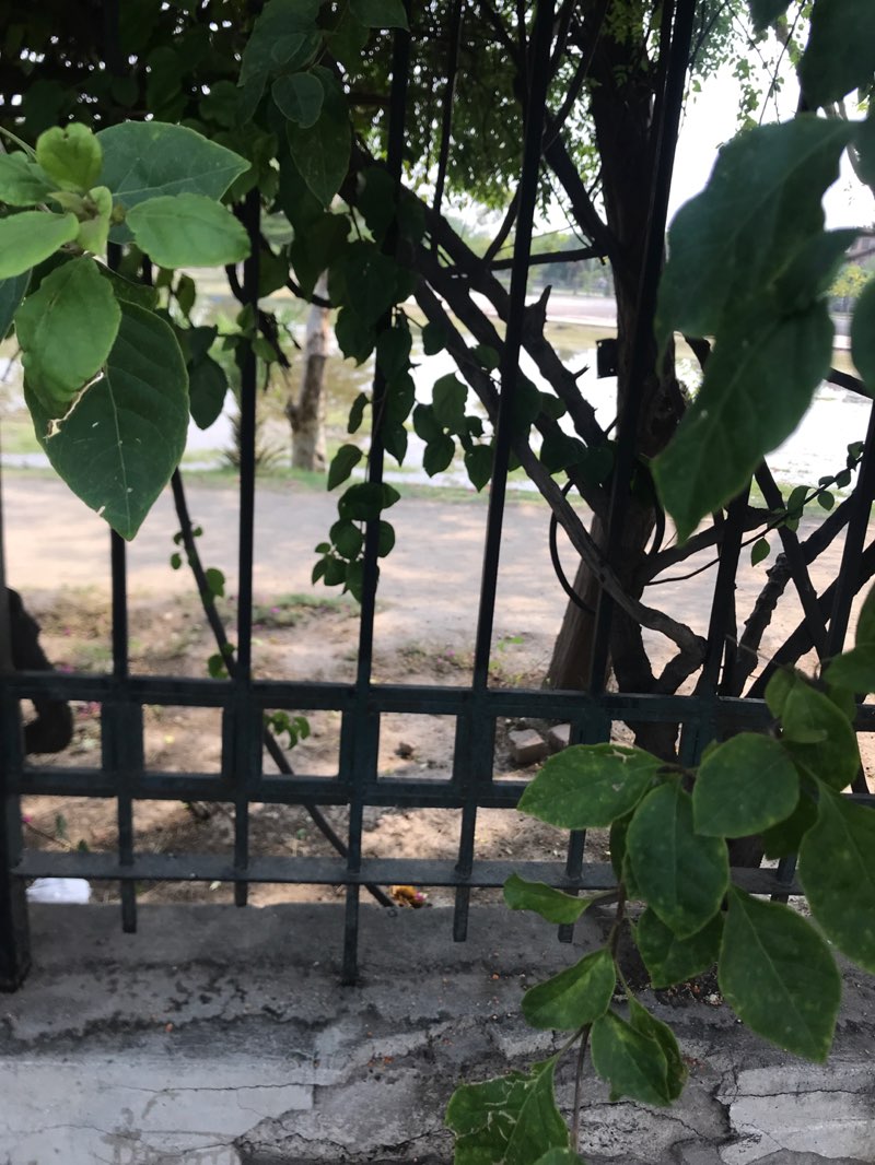 walking near me in Kashmir Park in spring