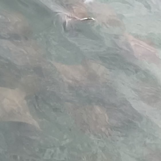 Annette 🇦🇺🌼🐶🐾 post 3