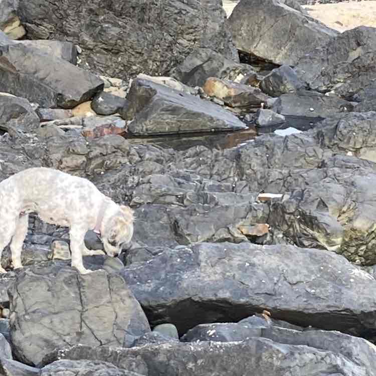 Annette 🇦🇺🌼🐶🐾 post 1