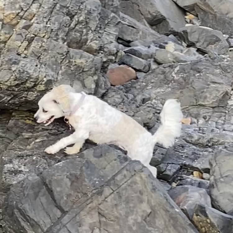 Annette 🇦🇺🌼🐶🐾 post 2