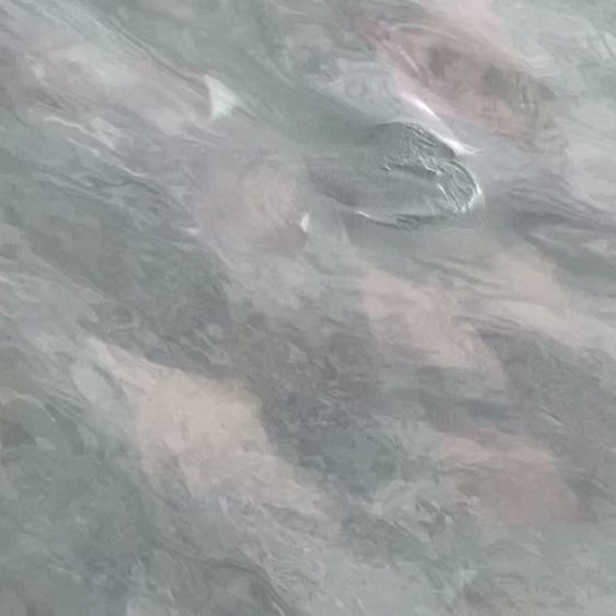 Annette 🇦🇺🌼🐶🐾 post 1