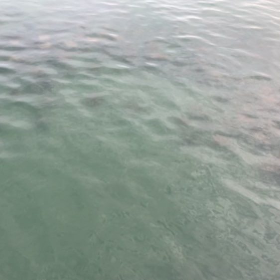 Annette 🇦🇺🌼🐶🐾 post 2