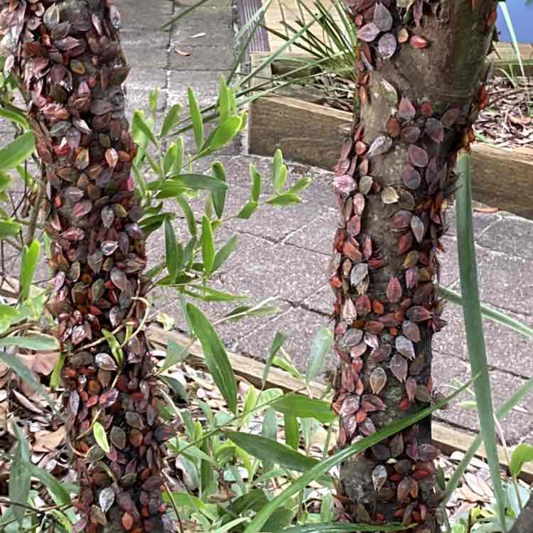 Annette 🇦🇺🌼🐶🐾 post 2