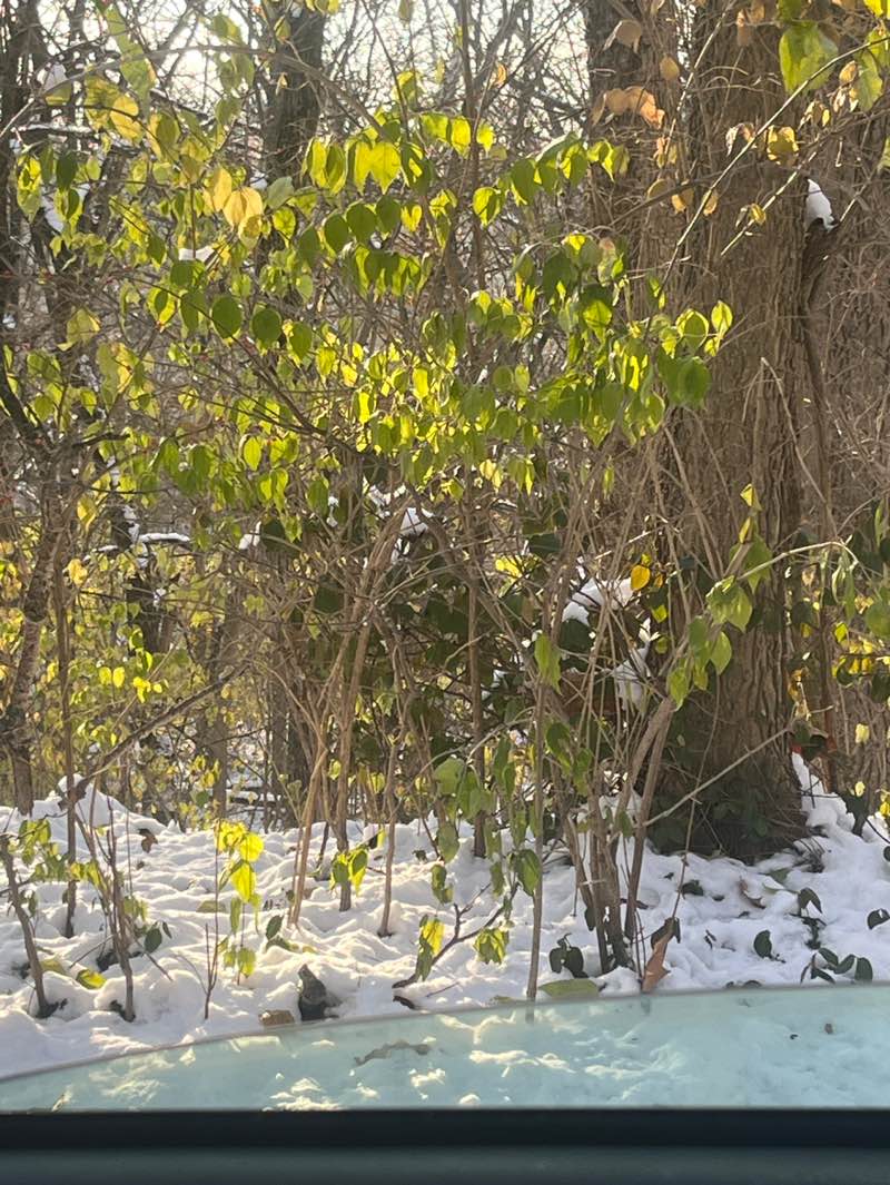 walking near me in Charing Ravine Park in winter