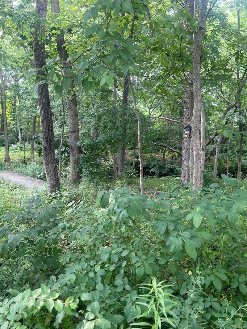 walking near me in Smith Nature Park in summer