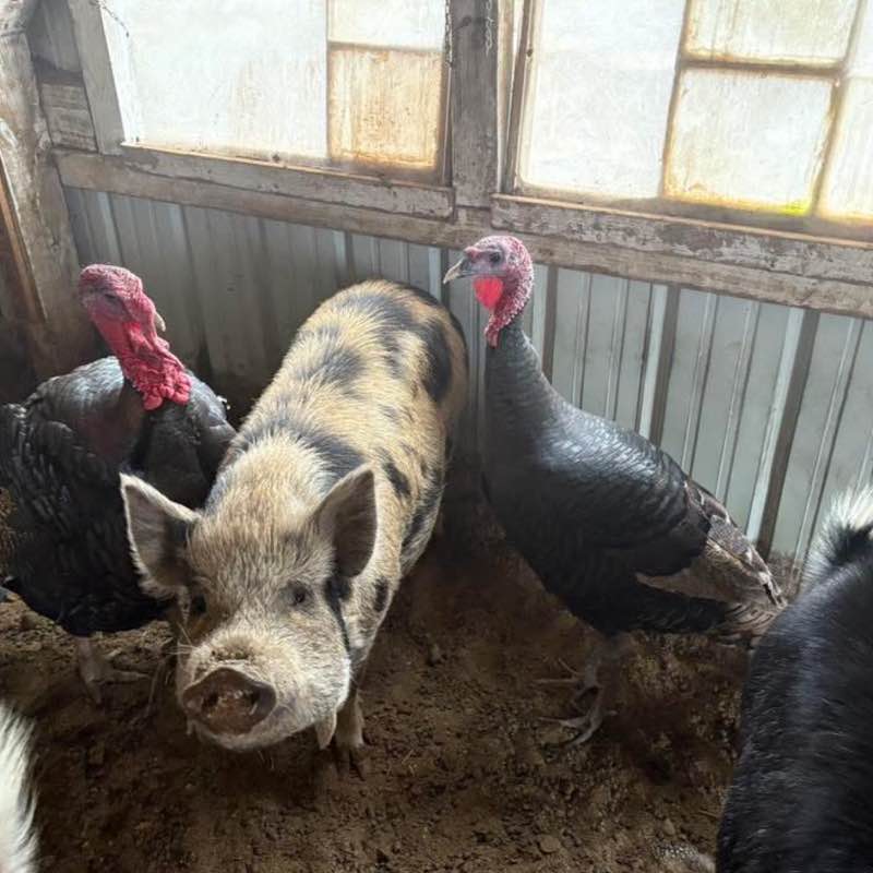 I ❤️ My Pets Stacy post image