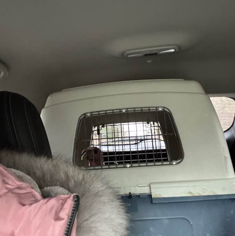 I ❤️ My Pets Stacy post image