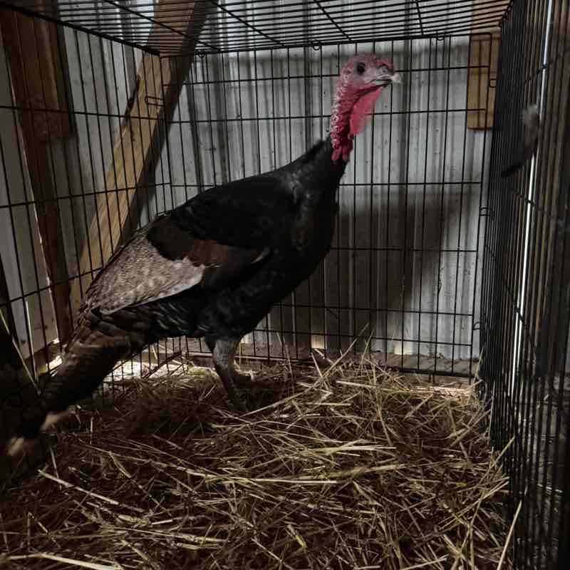 I ❤️ My Pets Stacy post image