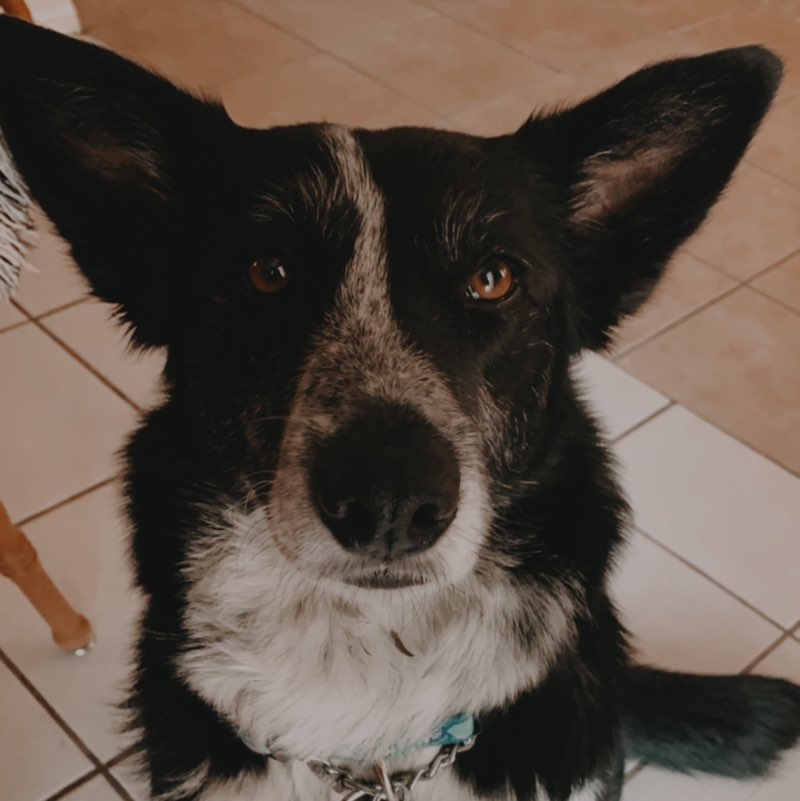 AERO 88 🐾🐕‍🦺 🇺🇸🌟