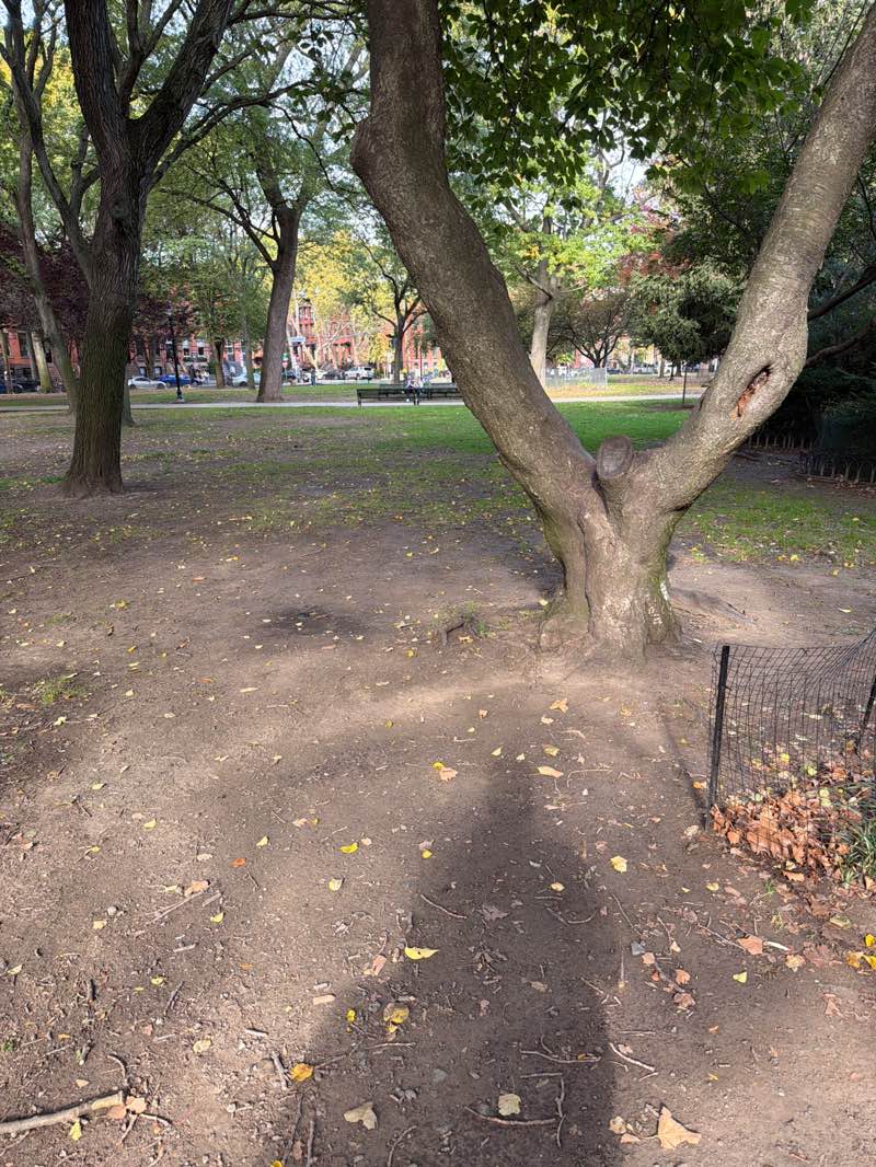 walking near me in Hamilton Park in autumn