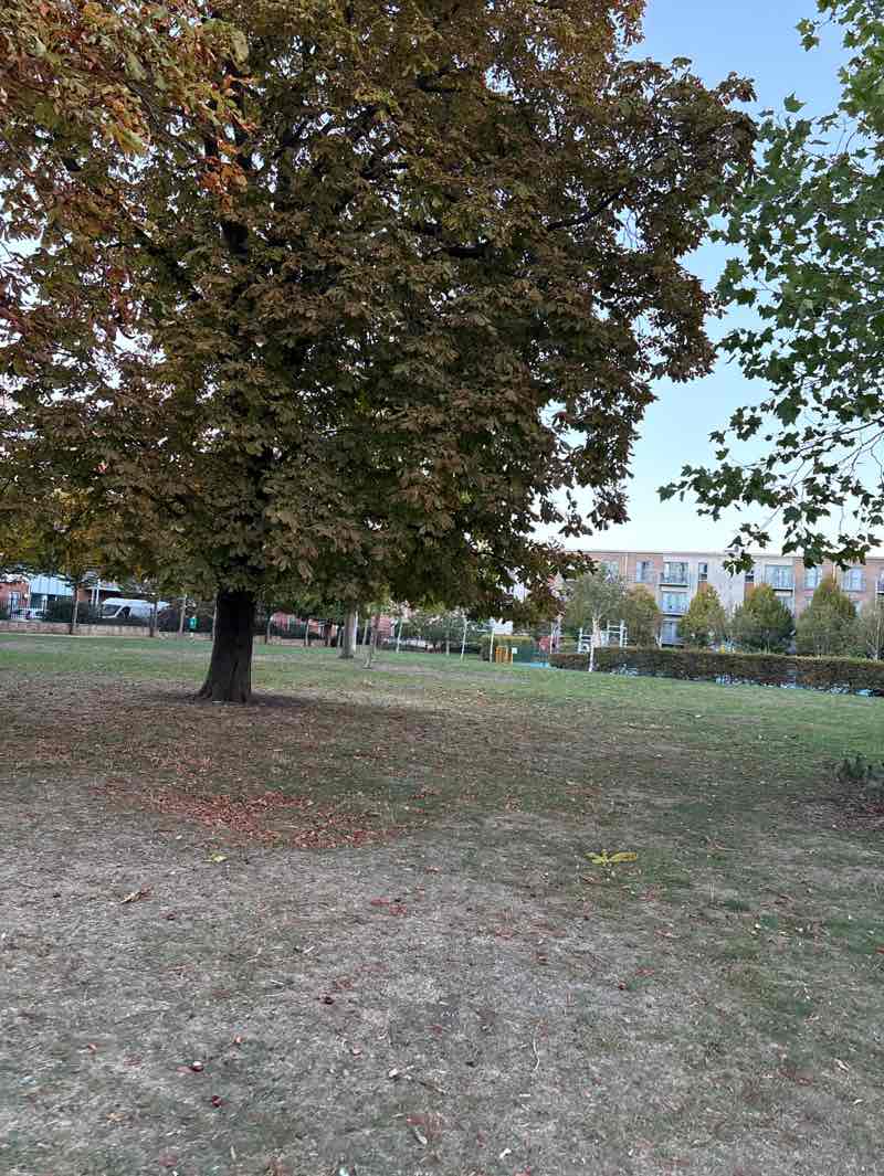walking near me in West Village Park in autumn